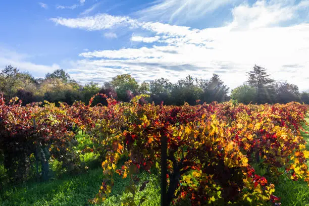 Photo of Autumn in the vineyards