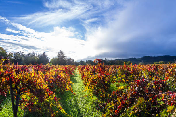 istock Autumn in the vineyards 943192140