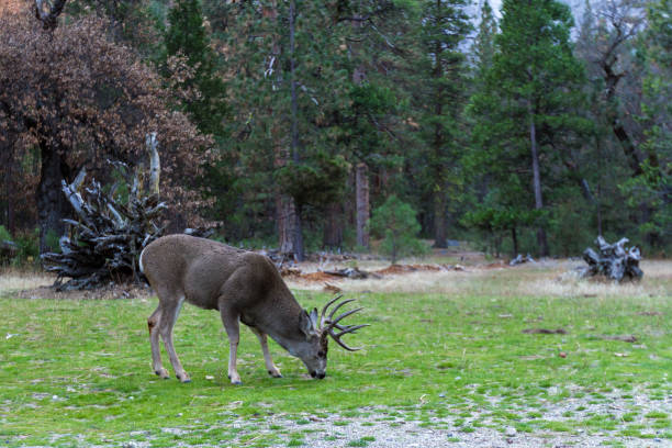 jelenie mułowe - mule deer zdjęcia i obrazy z banku zdjęć