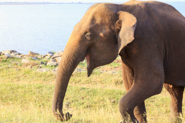 big Asian elephant stands near the ocean stock photo