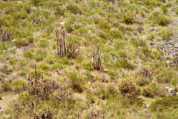 istock Two deers walks down the side of a mountain in the Colca Valley, Peru 943194550