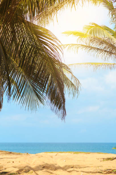 istock green palm trees and sand growing on the ocean 943194626