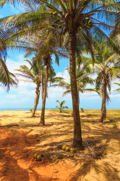 istock green palm trees and sand growing on the ocean 943194734