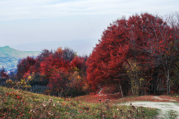 istock View on the forest with trees dressed in beautiful autumn colors 943195410