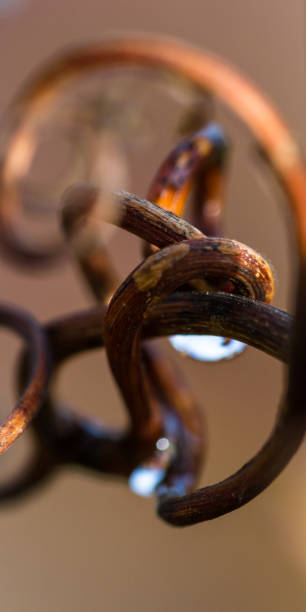 weintraube  - vineyard california vine panoramic stock-fotos und bilder