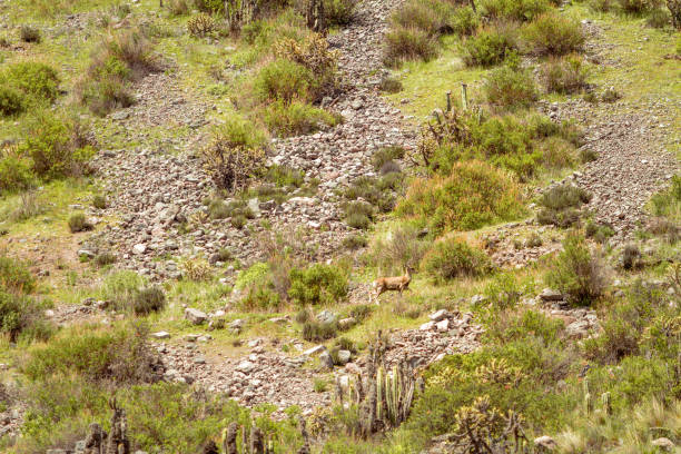 istock Deer walks down the side of a mountain in the Colca Valley, Peru 943198084