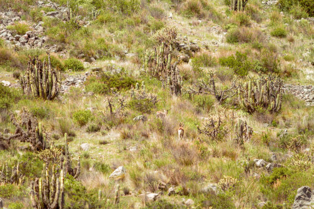 Two deers walks down the side of a mountain in the Colca Valley, Peru