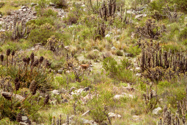 istock Deer walks down the side of a mountain in the Colca Valley, Peru 943201144