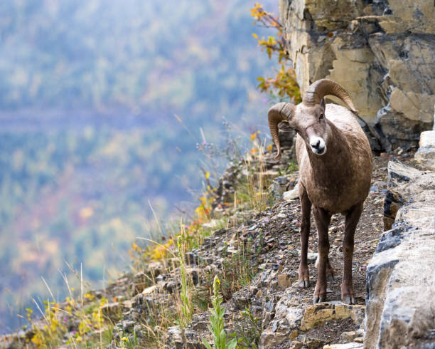 grande pecora corno - montana bighorn sheep steep horned foto e immagini stock