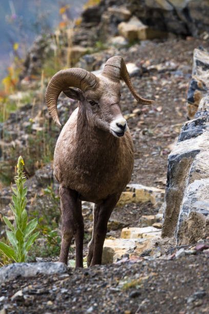 grande pecora corno - montana bighorn sheep steep horned foto e immagini stock