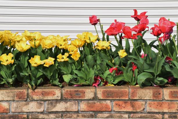 istock Flowers of tulip 943201742