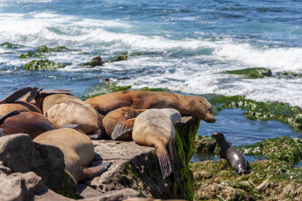 california sea lions zalophus californianus in la jolla - san diego california san diego bay fun bay imagens e fotografias de stock