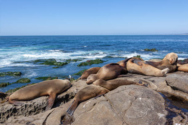 california sea lions zalophus californianus in la jolla - san diego california san diego bay fun bay imagens e fotografias de stock