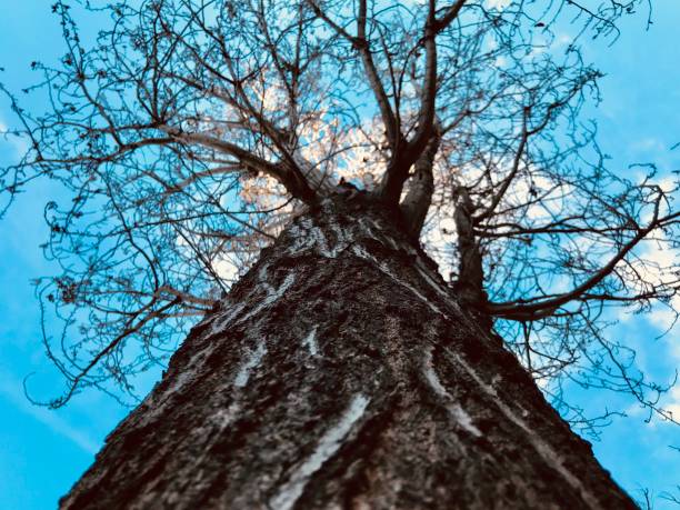 istock Reach to the sky 943207858
