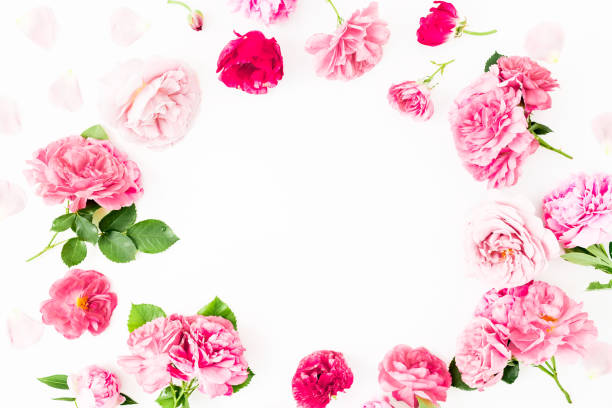 istock Pink rose flowers on white background. Flat lay, Top view. Flowers texture. 943212616