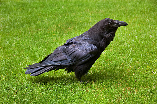 A raven in the court of Tower of London, England