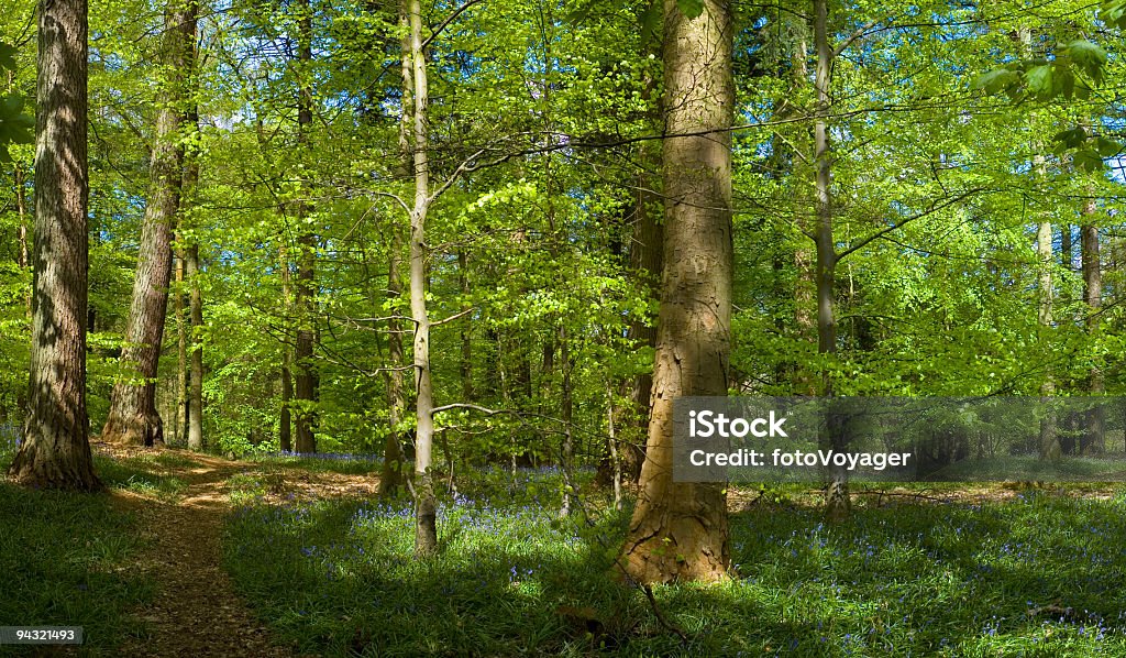 Camino en el bosque - Foto de stock de Actividades recreativas libre de derechos