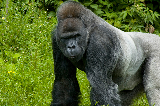 silverback gorilla male gets a portrait sitting on a sunny day from back side