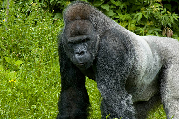 dorosły gorilla - gorilla zoo animal silverback gorilla zdjęcia i obrazy z banku zdjęć