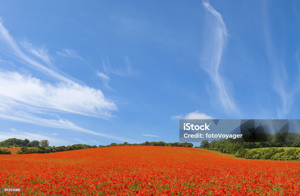 Ciel bleu, coquelicots rouges - Photo de Agriculture libre de droits