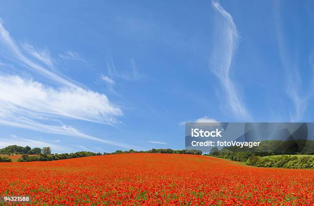 ブルースカイ Poppies レッド - まぶしいのストックフォトや画像を多数ご用意 - まぶしい, カラフル, カラー画像