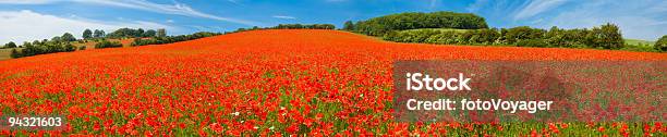 Foto de Vermelho Brilhante Campo De Papoula e mais fotos de stock de Campo - Campo, Flor, Agricultura