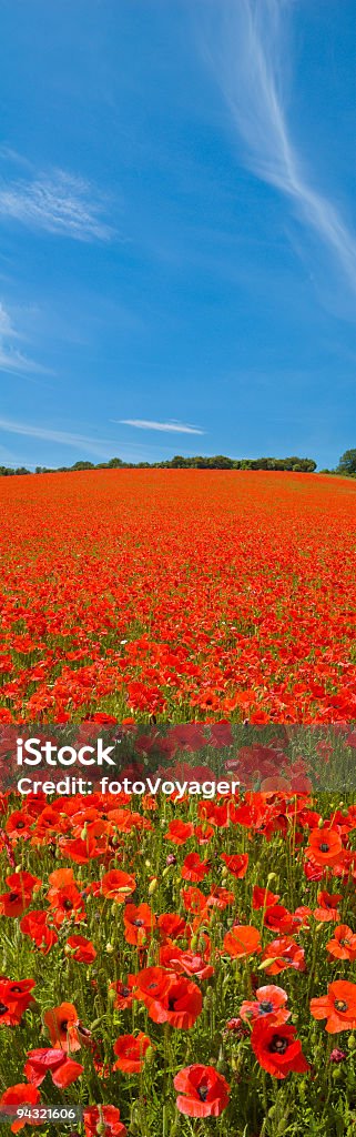 Rosso brillante cielo blu poppies - Foto stock royalty-free di Agricoltura