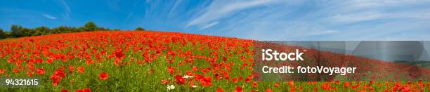 Mohn Feld Panorama Stockfoto und mehr Bilder von Mohn - Pflanze - Mohn - Pflanze, Feld, Landschaft