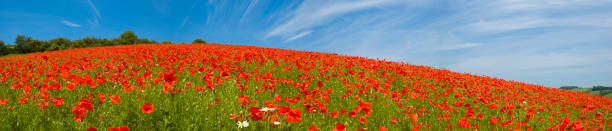 мак поле панорама - horizon sky blue poppy стоковые фото и изображения