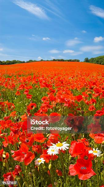 밝은 적색 Poppies 0명에 대한 스톡 사진 및 기타 이미지 - 0명, 각도, 경관