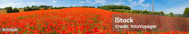 Bright Red Poppy Field Stock Photo - Download Image Now - Poppy - Plant, Agricultural Field, Agriculture