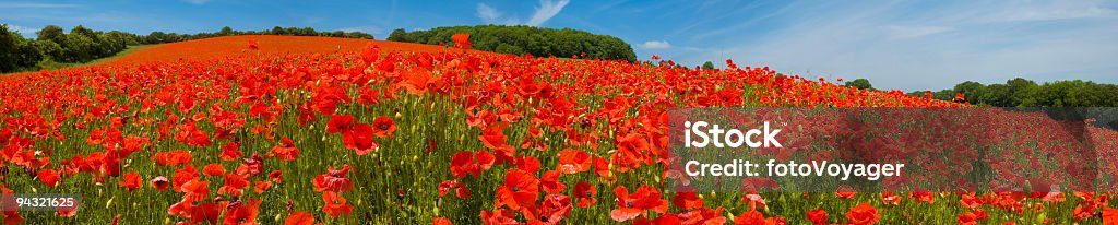 Vermelho brilhante poppies close-up - Foto de stock de Agricultura royalty-free