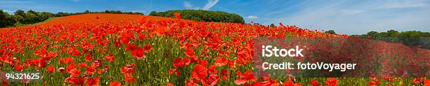 Foto de Vermelho Brilhante Poppies Closeup e mais fotos de stock de Agricultura - Agricultura, Alqueive, Azul