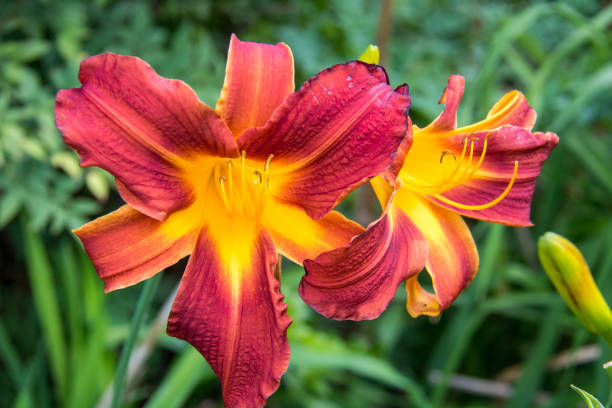 istock Zimbabwe: Red and Yellow Flowers 943217398
