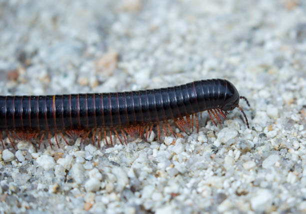 Zimbabwe: Giant African Millipede A Giant African Millipede (Archispirostreptus gigas) walking along the ground at the Mutirikwi National Park. giant african millipede stock pictures, royalty-free photos & images