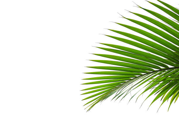 tropical palm leaves isolated on white