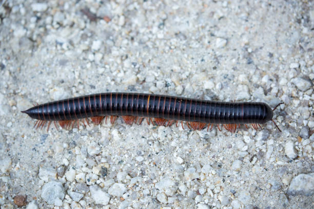 Zimbabwe: Giant African Millipede A Giant African Millipede (Archispirostreptus gigas) walking along the ground at the Mutirikwi National Park. giant african millipede stock pictures, royalty-free photos & images