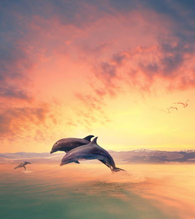 imaging scene of dolphin jumping through sea water