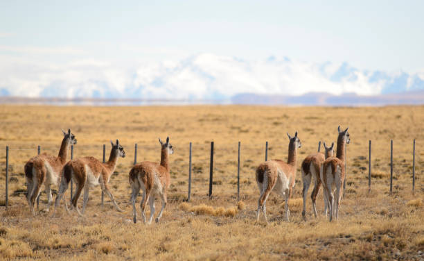 istock Guanaco in Patagonia 943221008
