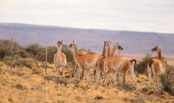 istock Guanaco in Patagonia 943223494
