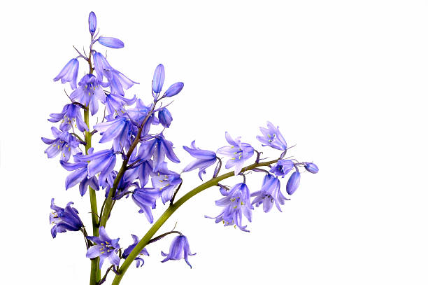 Bluebells  bluebell photos stock pictures, royalty-free photos & images