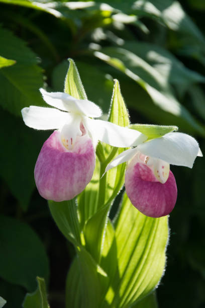 pink-and-white lady's-slipper - ladyslipper imagens e fotografias de stock