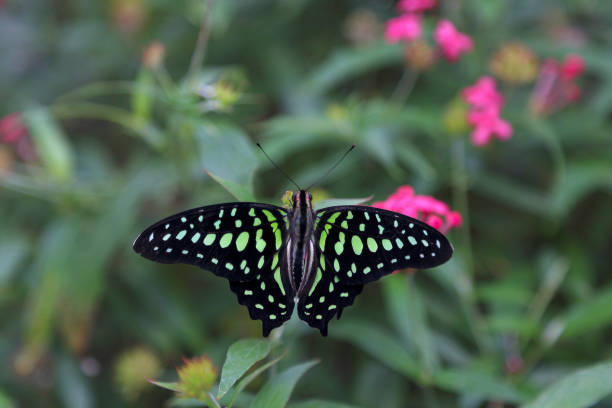 istock Beautiful tropical butterfly on blurred nature background 943226572