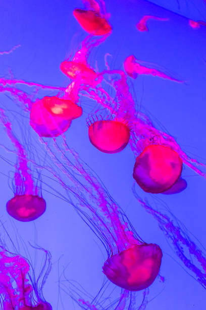 Jellyfish, Pacific sea nettle Chrysaora fuscescens.
