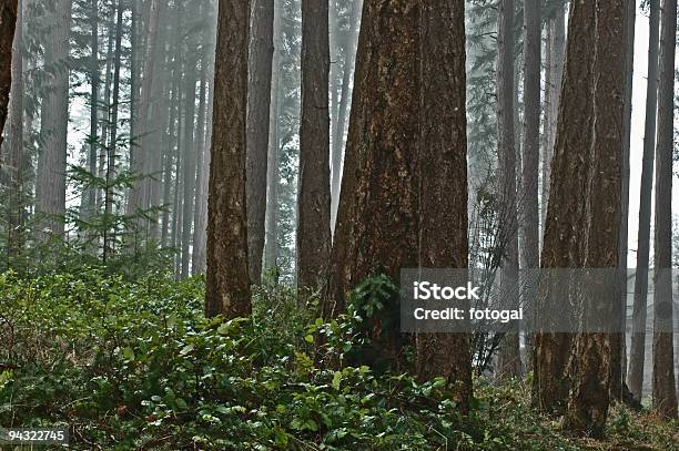 Zedern Im Nebel Stockfoto und mehr Bilder von Salal - Salal, Baum, Baumrinde