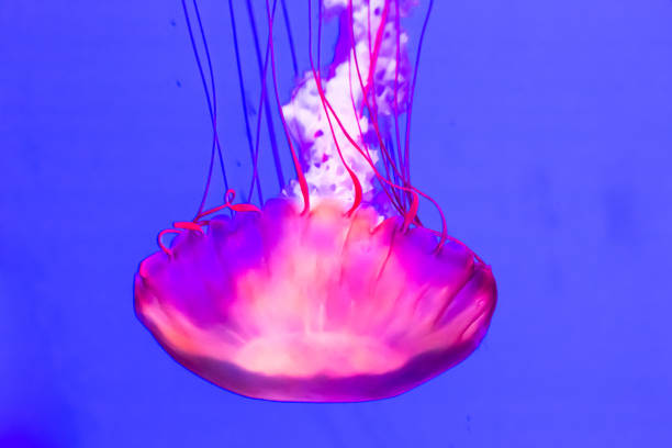 istock Jellyfish, Pacific sea nettle Chrysaora fuscescens. 943229514
