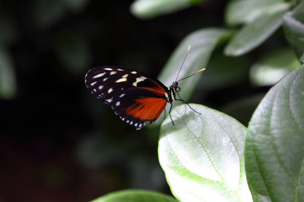 istock Beautiful tropical butterfly on blurred nature background 943229620