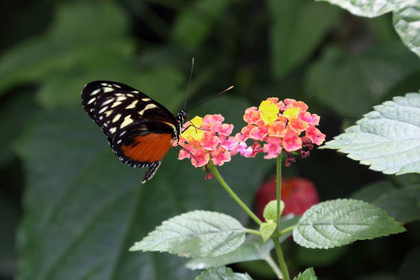 istock Beautiful tropical butterfly on blurred nature background 943230092