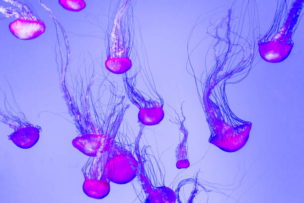 istock Jellyfish, Pacific sea nettle Chrysaora fuscescens. 943230096