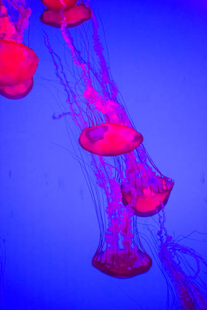 istock Jellyfish, Pacific sea nettle Chrysaora fuscescens. 943230200